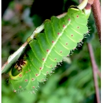 American Moon Moth Actias luna 10 larvae